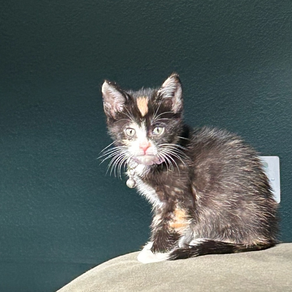 Meet your Posher, Chloe